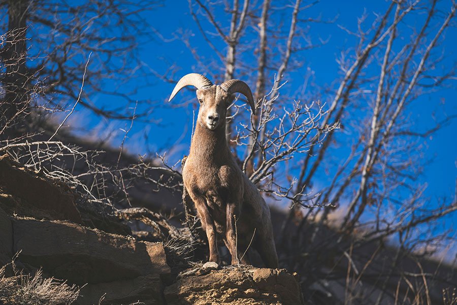 Big Horn Sheep - Colorado State Animal